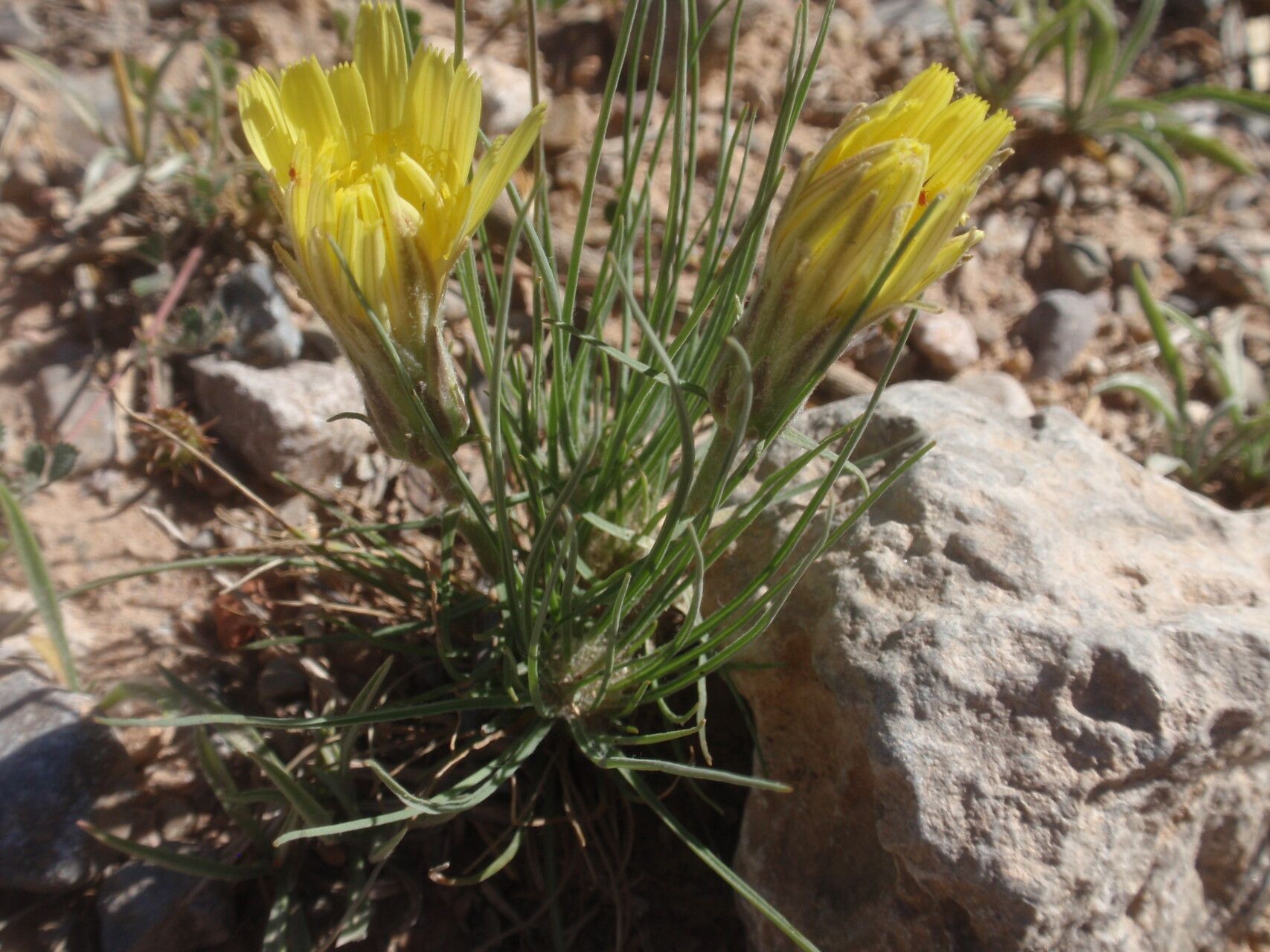 Scorzonera angustifolia flower