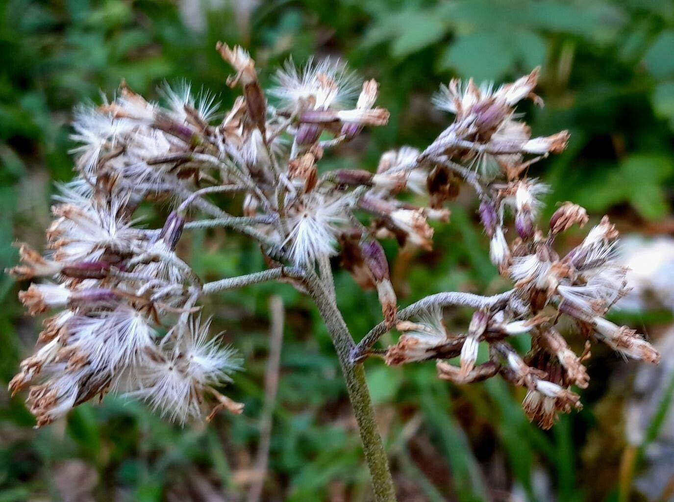 Adenostyles alpina fruit