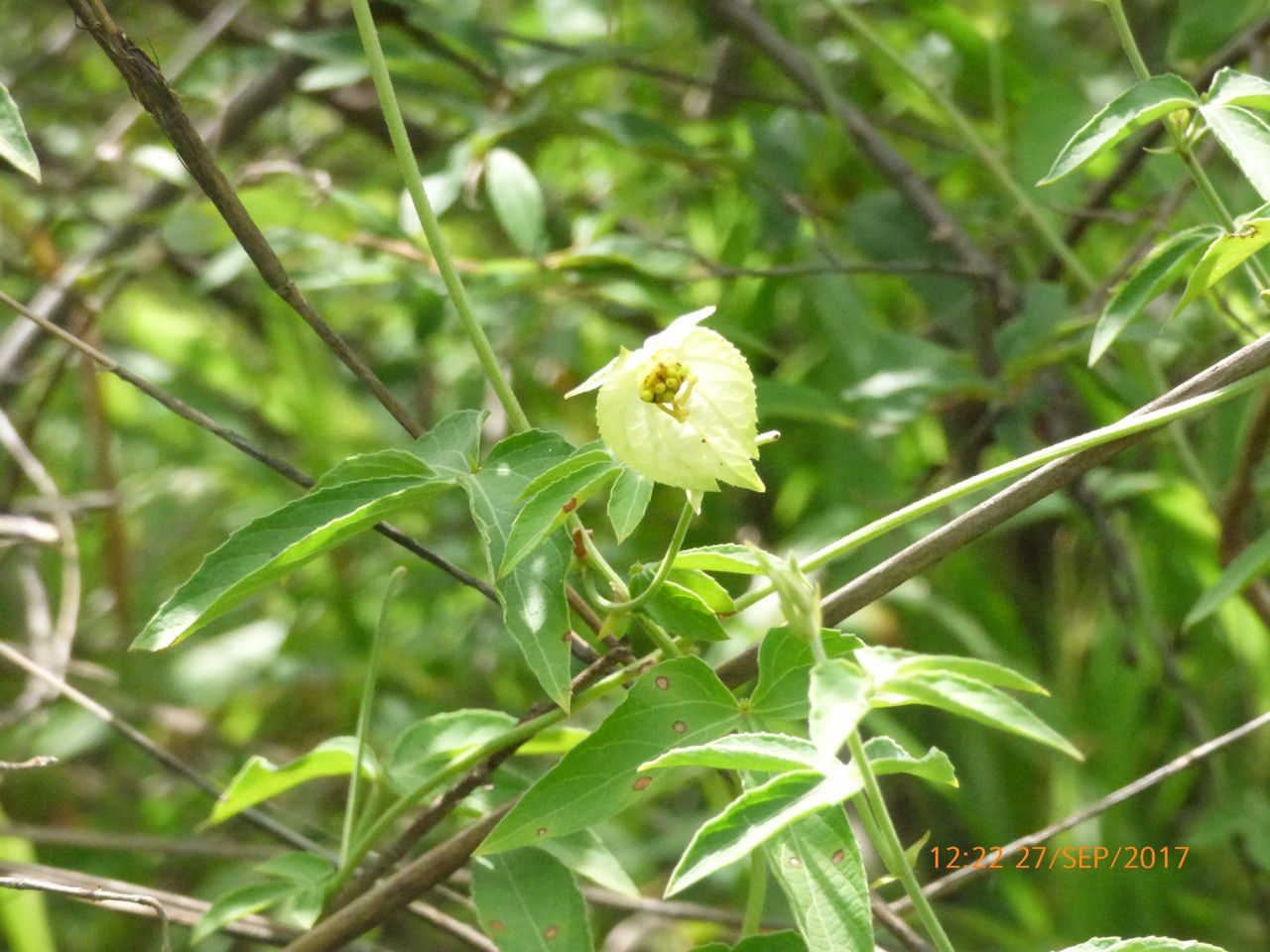 Dalechampia scandens habit