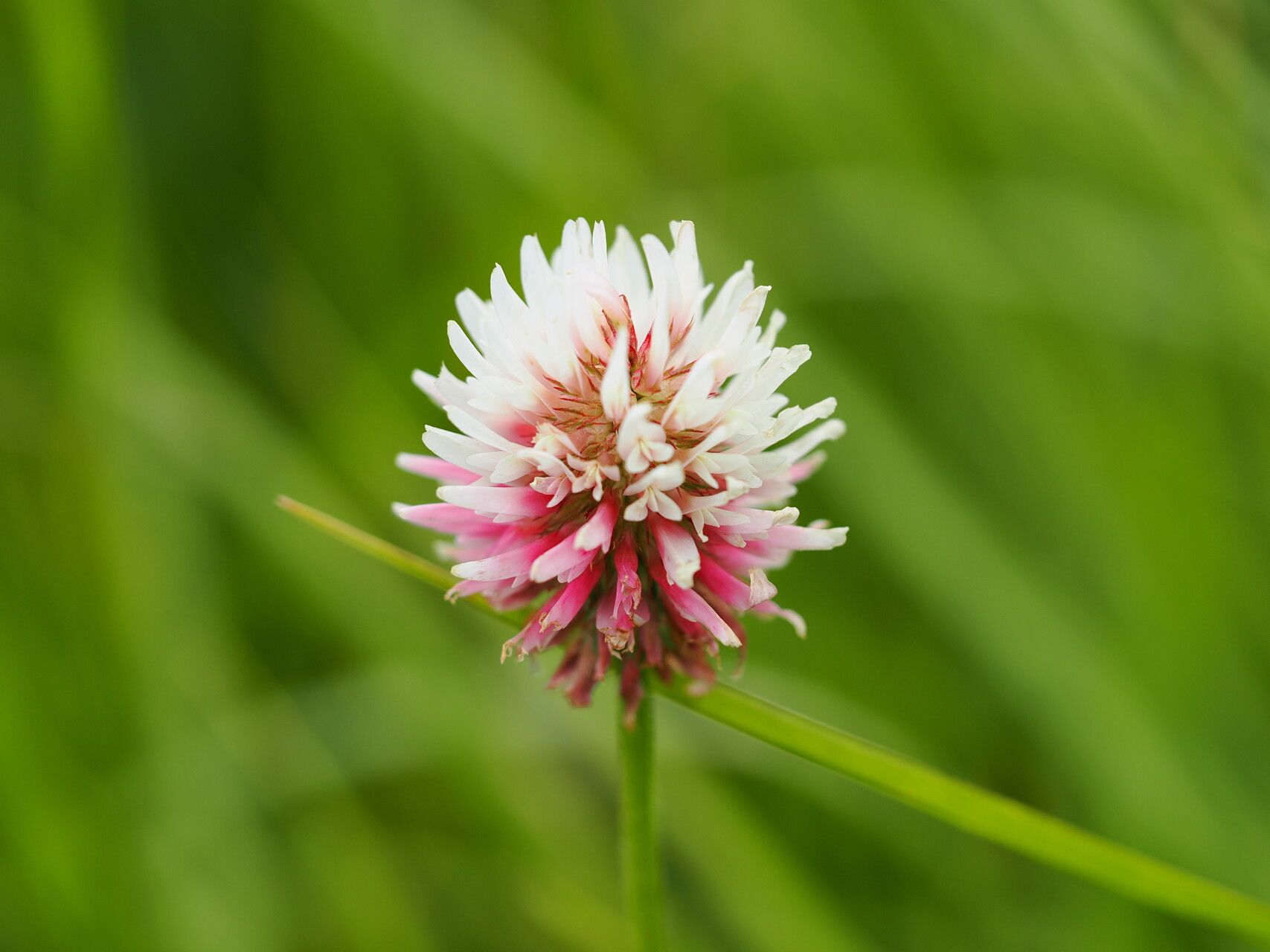 Trifolium ambiguum