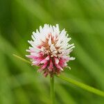 Trifolium ambiguum