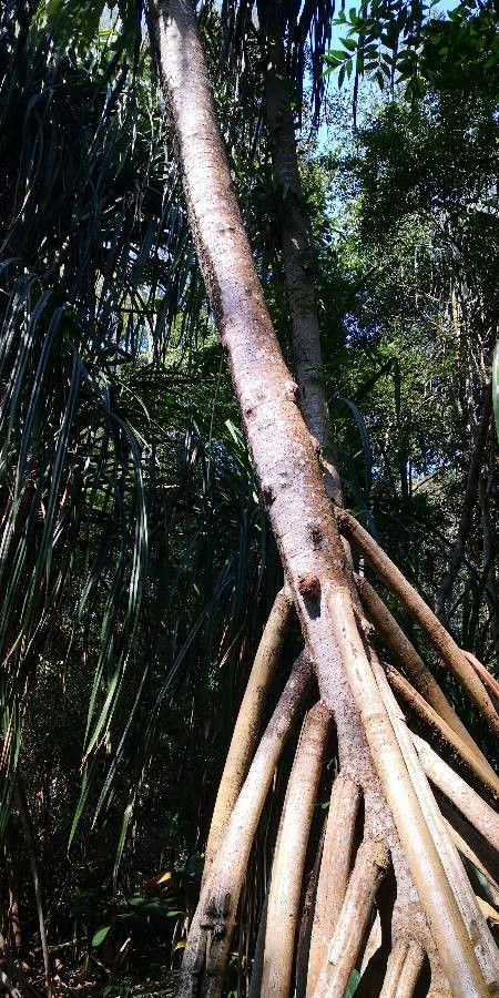 Pandanus urophyllus habit