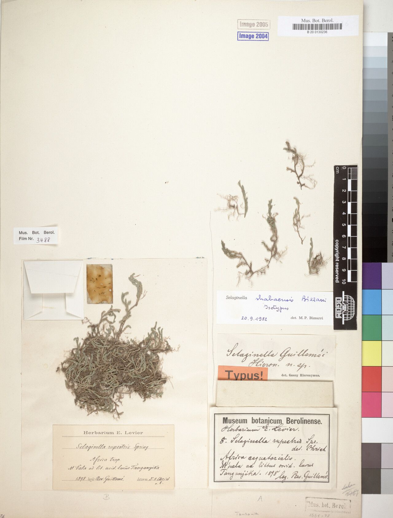 Selaginella shabaensis — houseplant care guide