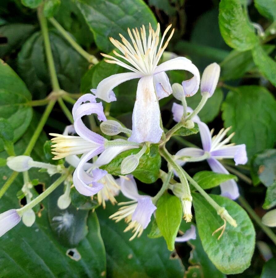 Clematis stans flower