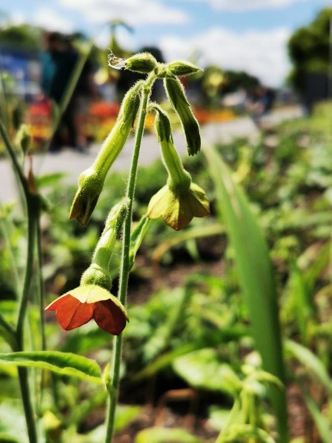 Nicotiana alata flower