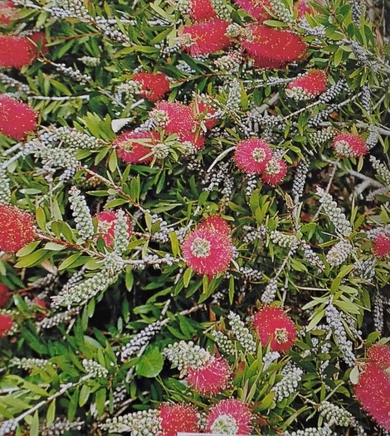 Melaleuca polandii — houseplant care guide