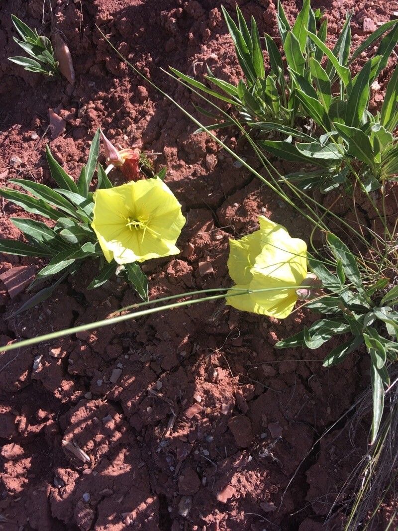 Oenothera howardii — search result for 'Oenothera'