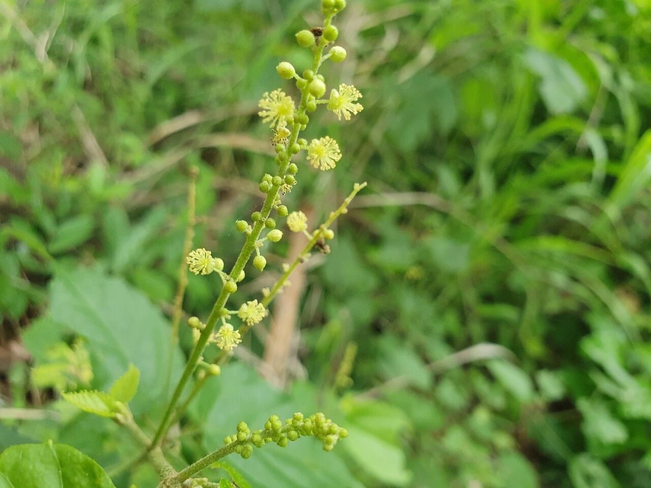 Mallotus oppositifolius flower