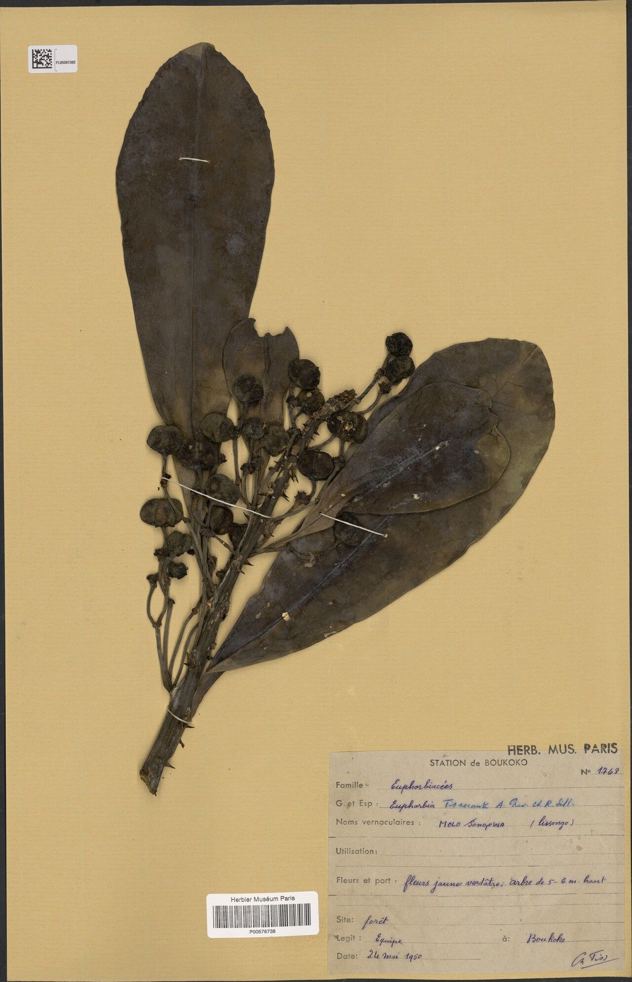 Euphorbia tisserantii — houseplant care guide