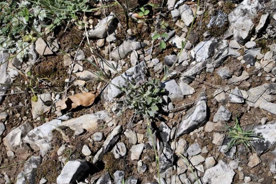 Silene flavescens habit