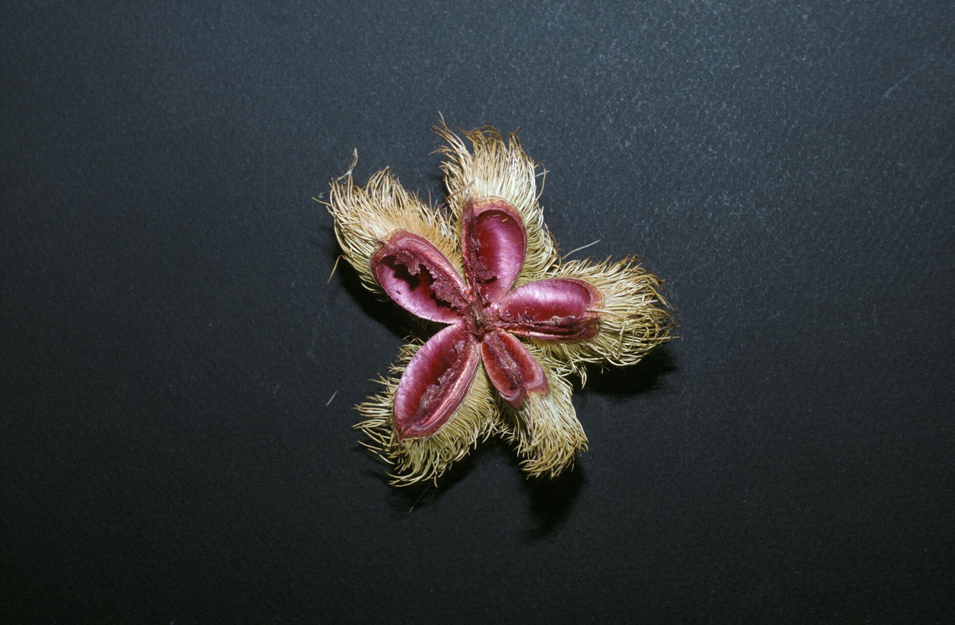 Sloanea grandiflora fruit