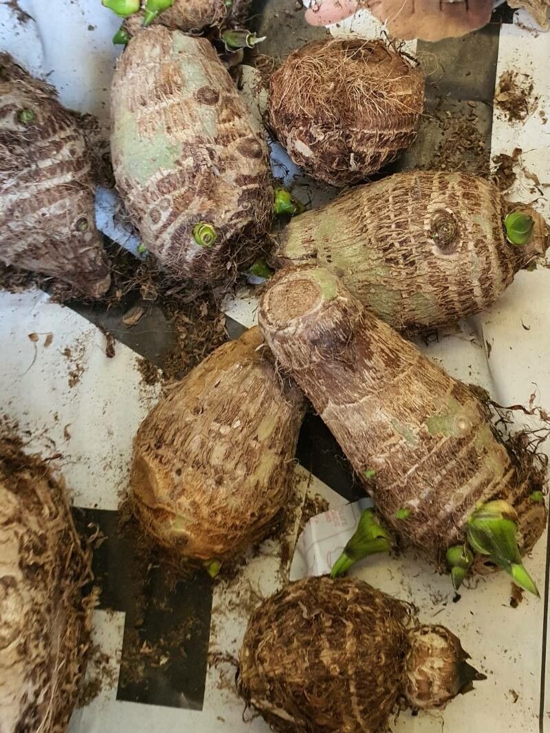 Dioscorea esculenta fruit