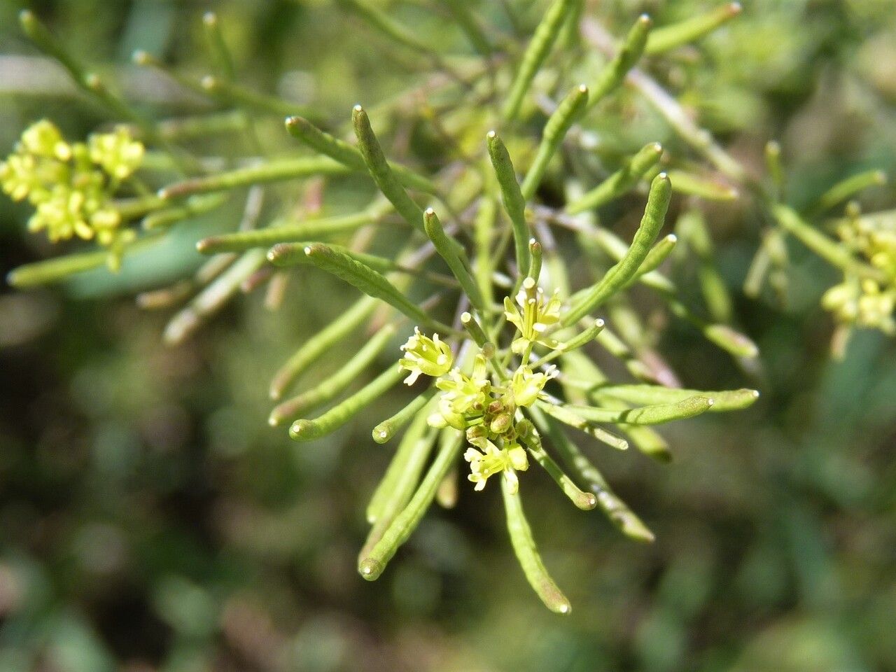 Descurainia sophia fruit