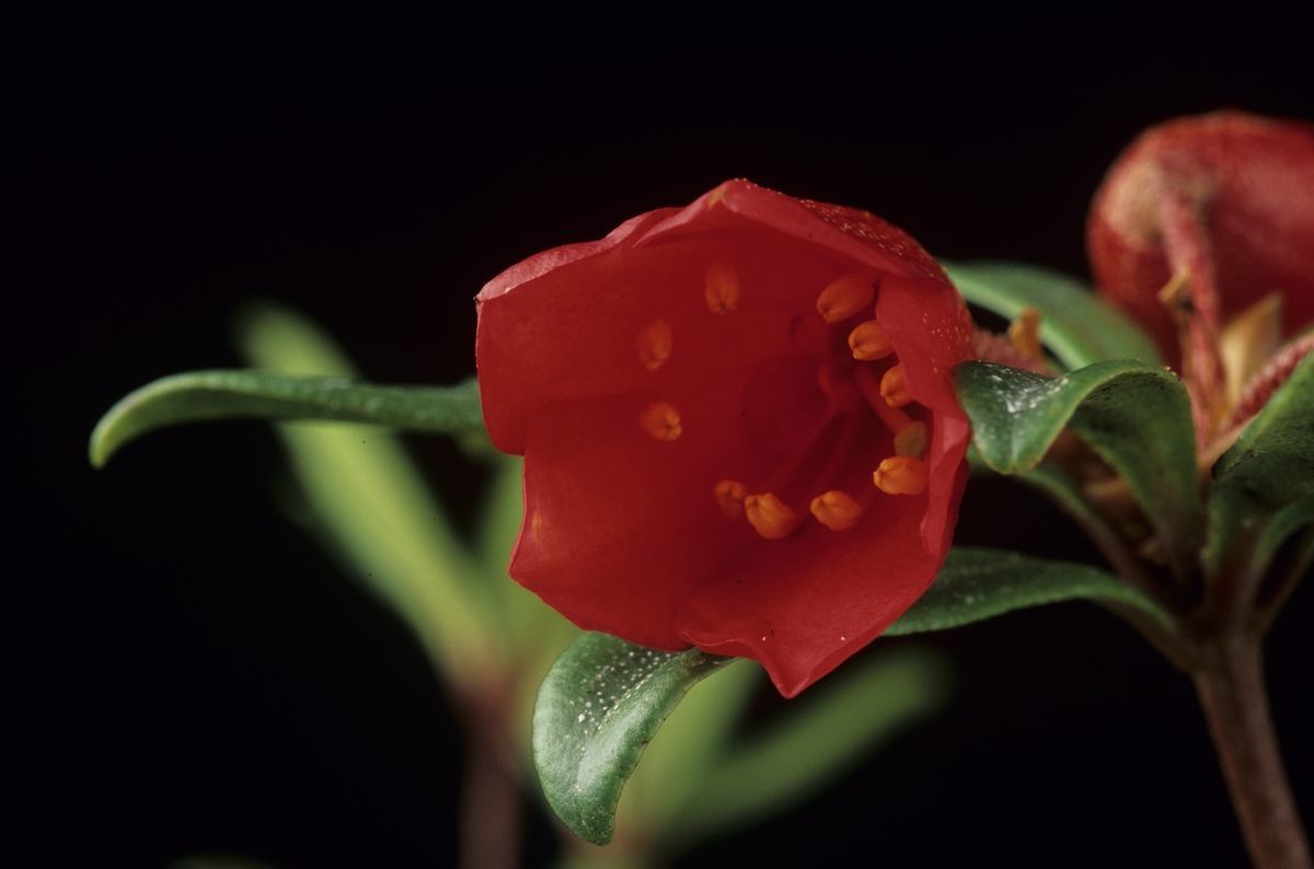 Rhododendron pubigermen flower