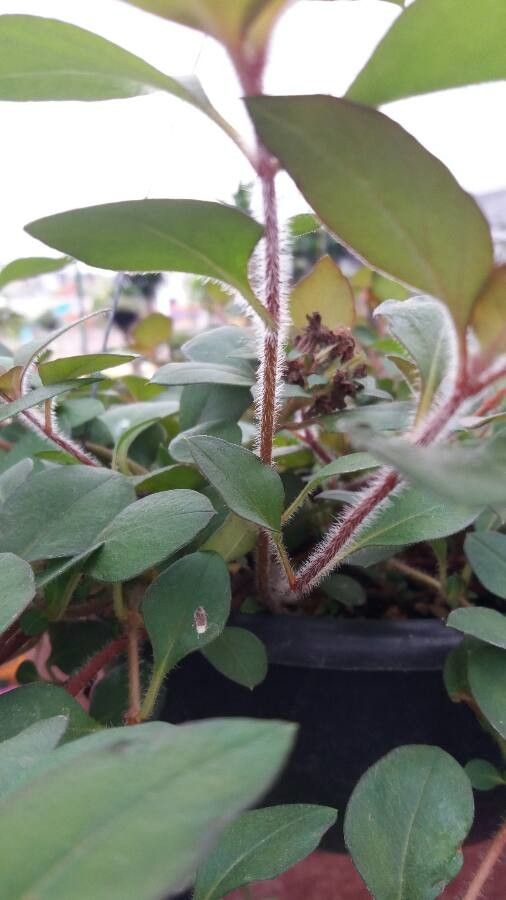 Lysimachia congestiflora bark