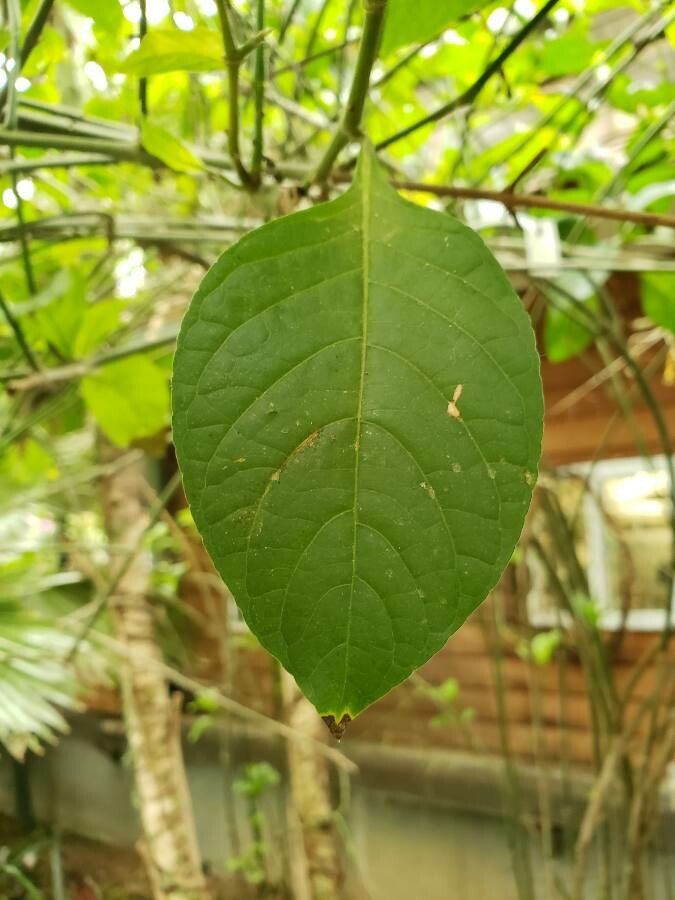 Odontonema callistachyum — related species from the same genus