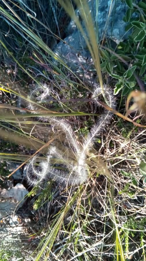 Stipa austroitalica flower