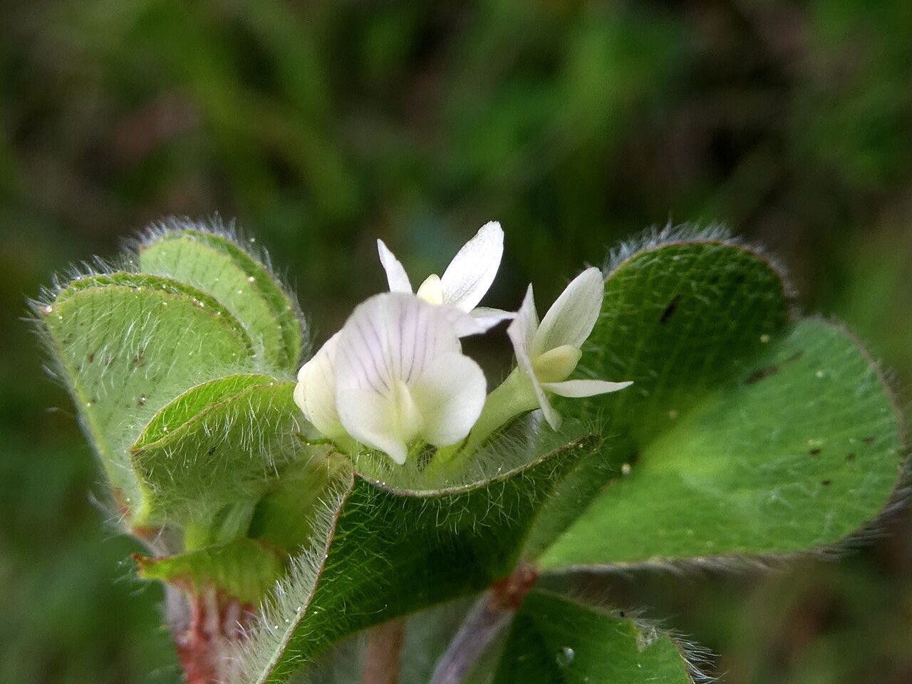 Trifolium subterraneum flower