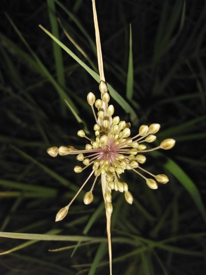 Allium longispathum flower