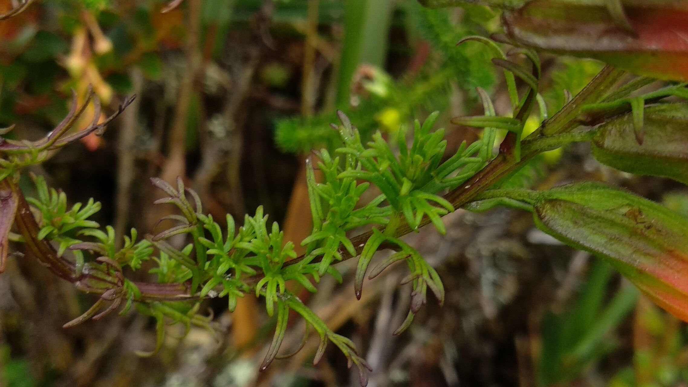 Castilleja integrifolia leaf