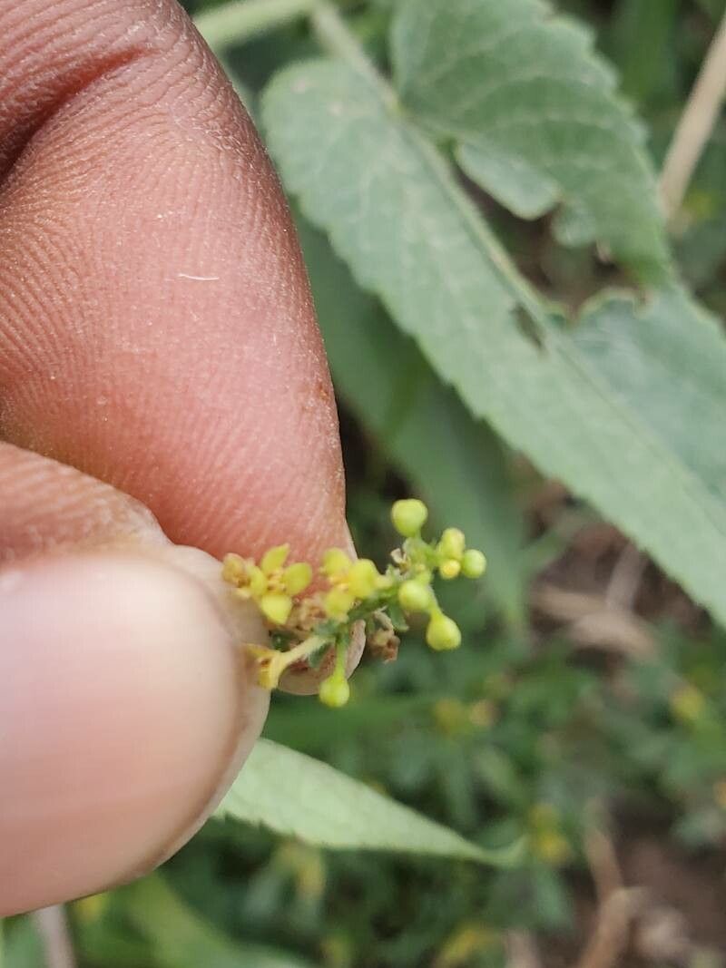 Tragia senegalensis flower