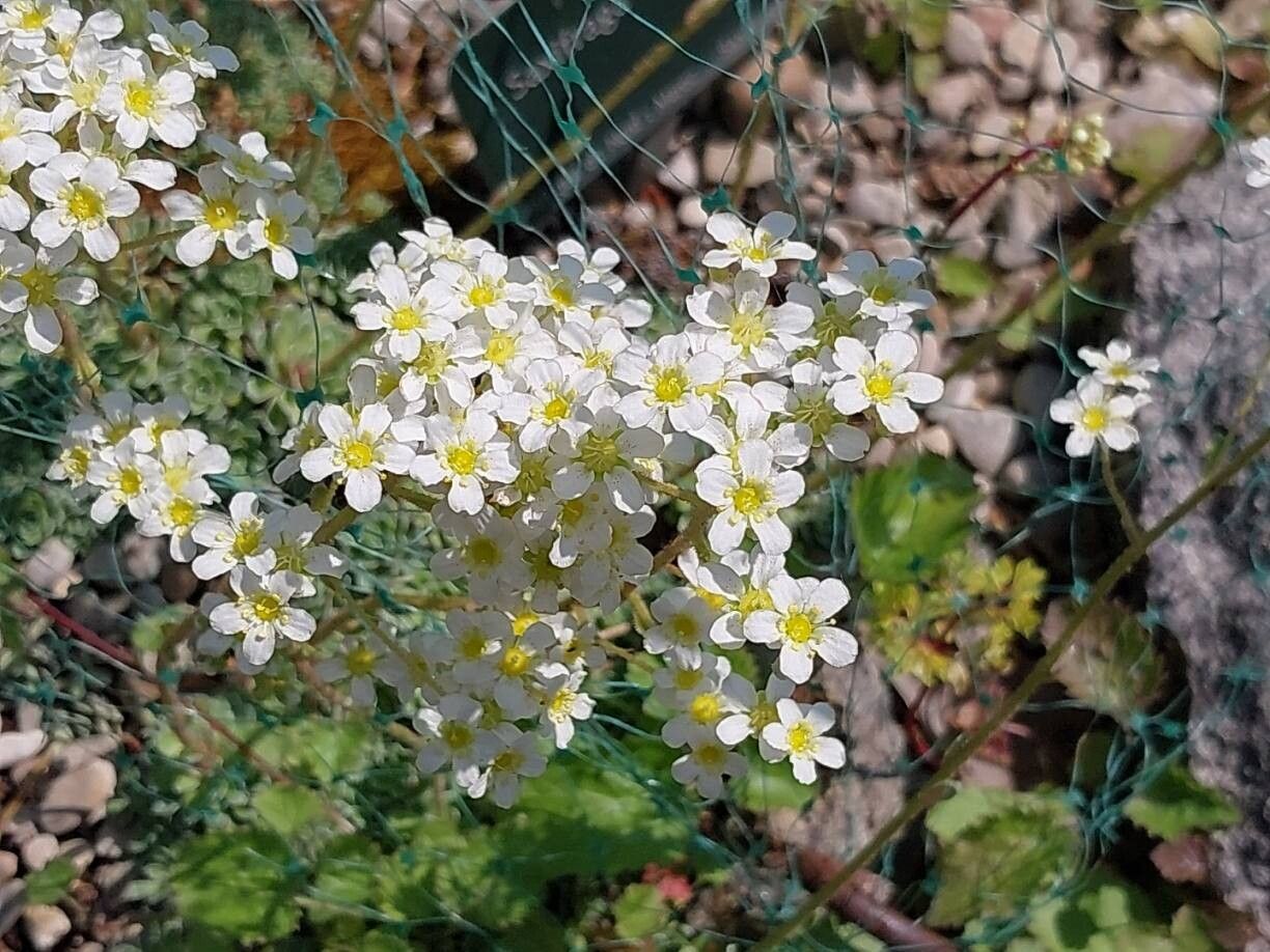 Saxifraga tricrenata flower