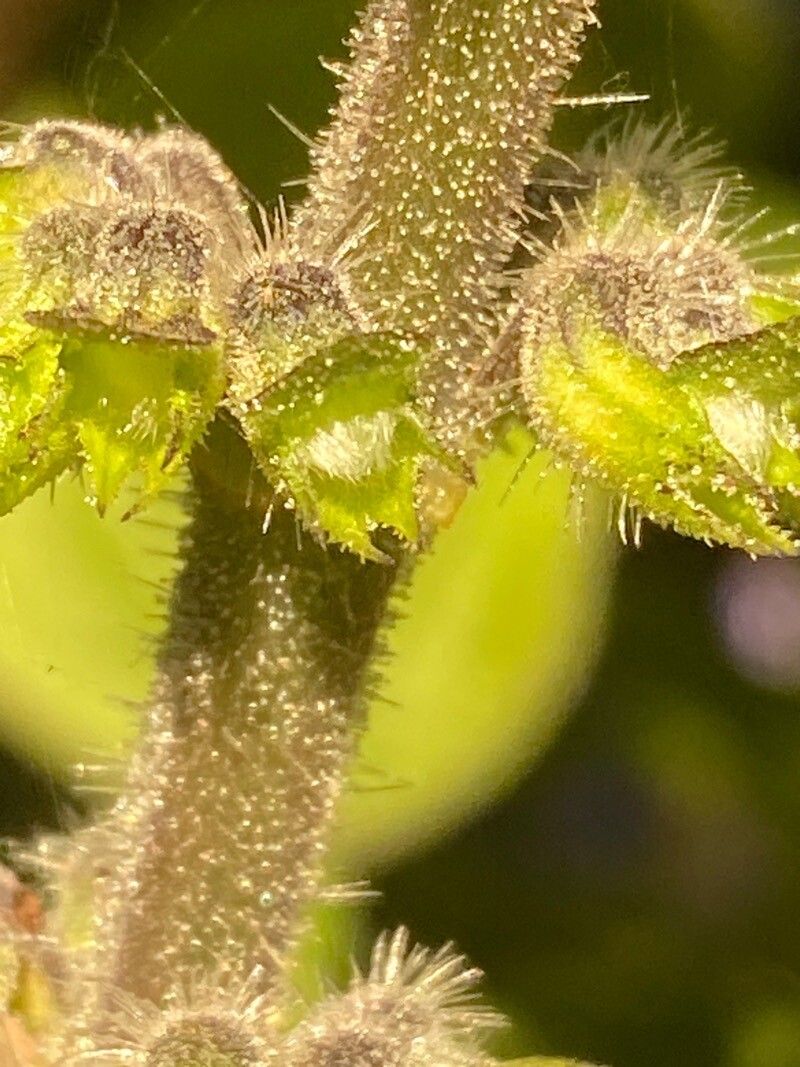 Coleus barbatus fruit