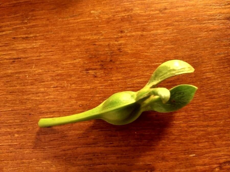 Gardenia taitensis fruit