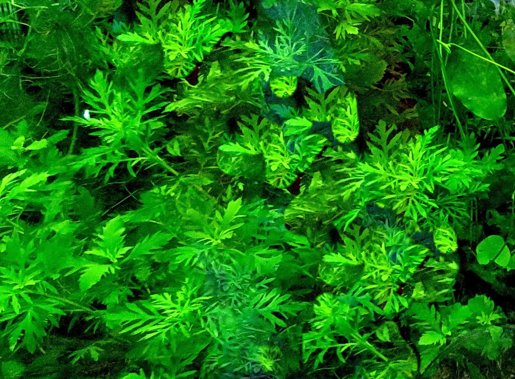 Limnophila sessiliflora habit