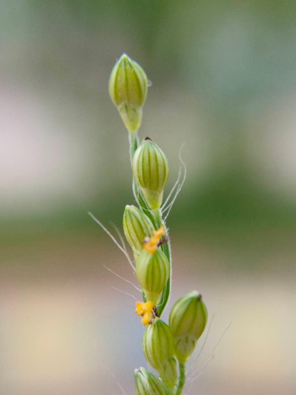 Urochloa setigera flower