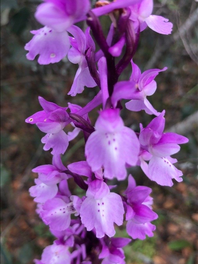 Orchis olbiensis flower