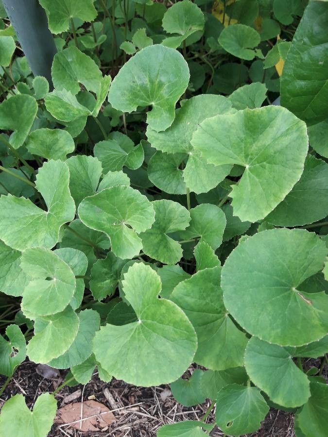 Centella erecta leaf