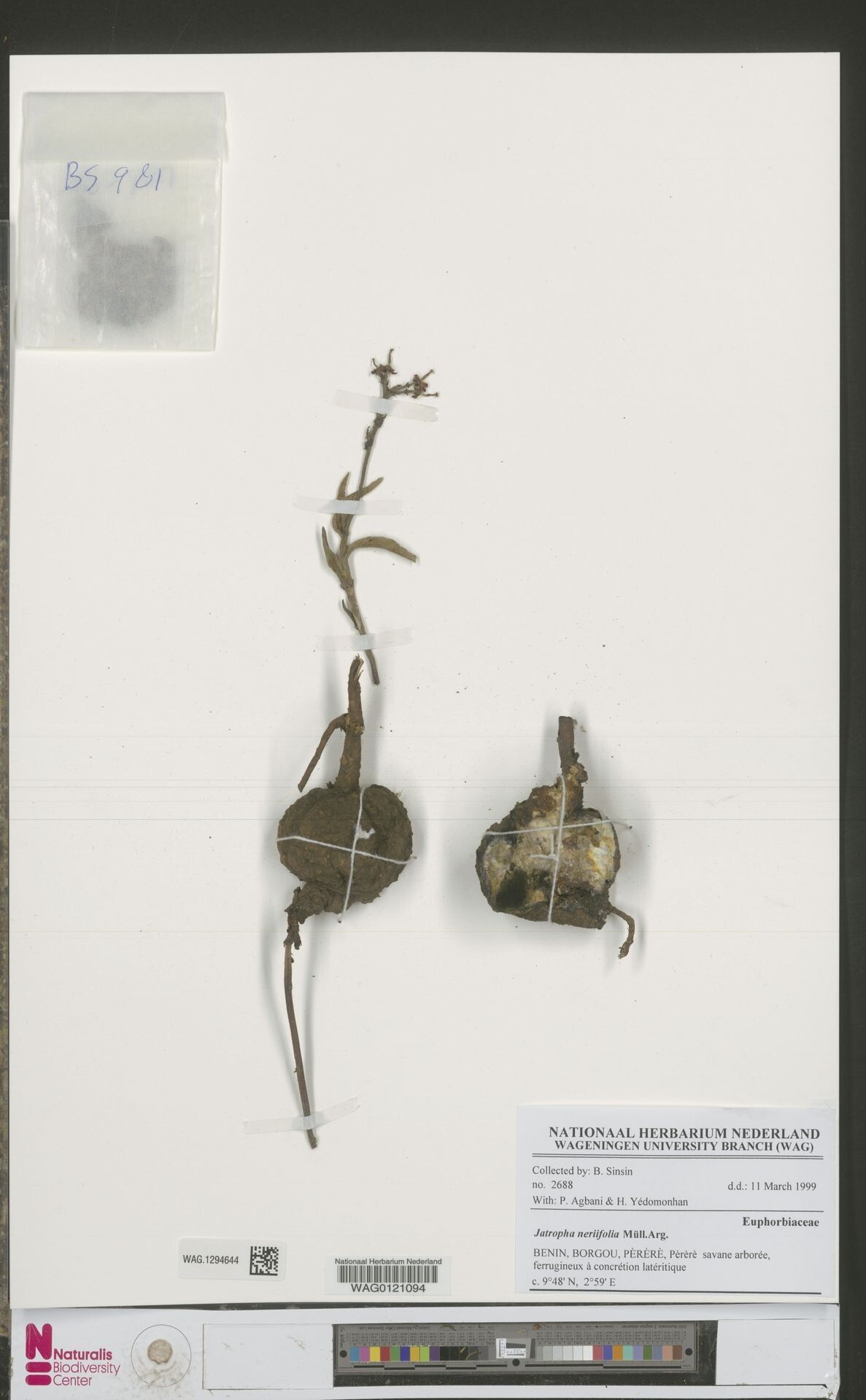 Jatropha neriifolia — houseplant care guide