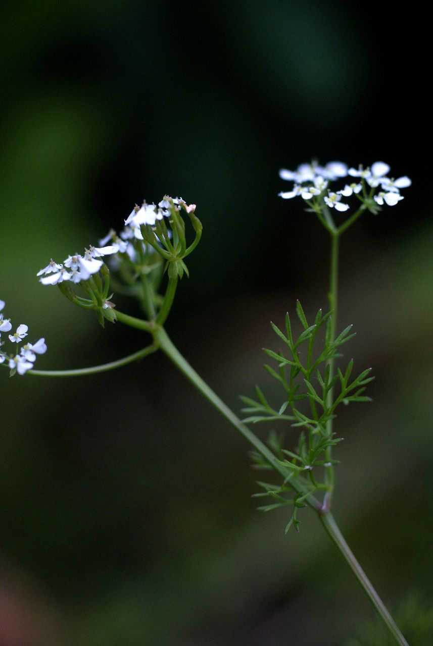 Scandix balansae other