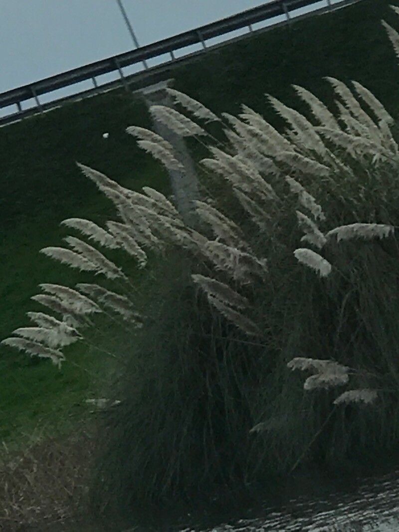 Cortaderia egmontiana