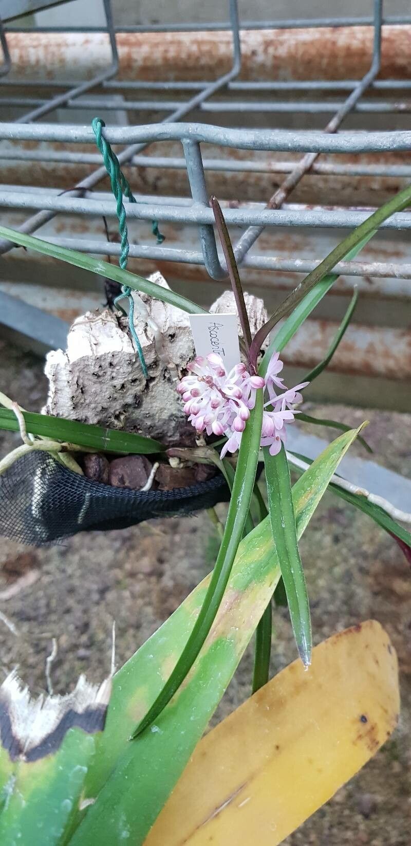 Vanda christensoniana habit