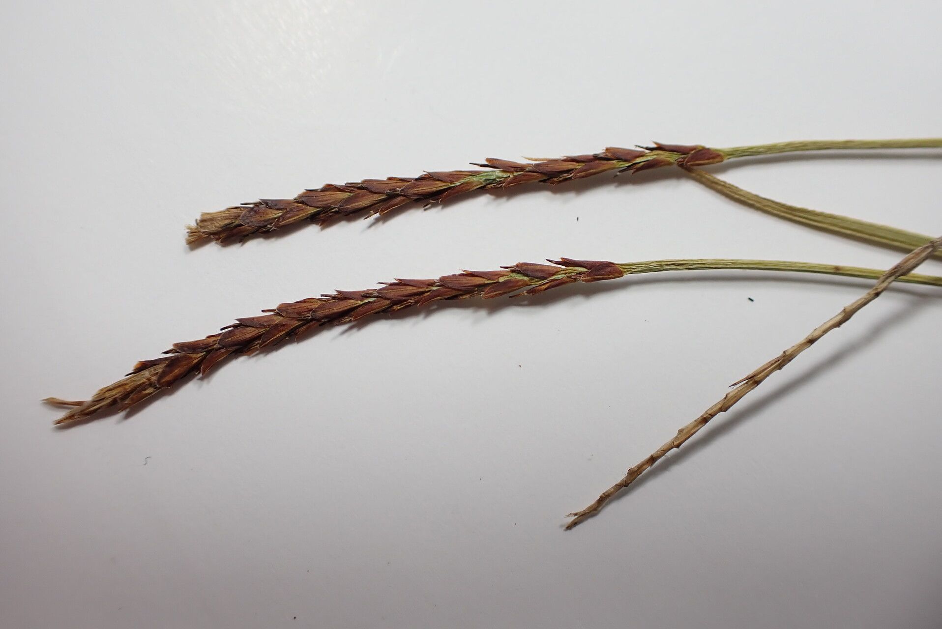 Carex esenbeckii flower