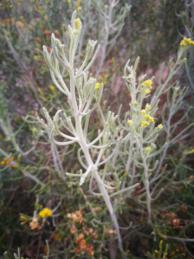 Schizogyne sericea leaf