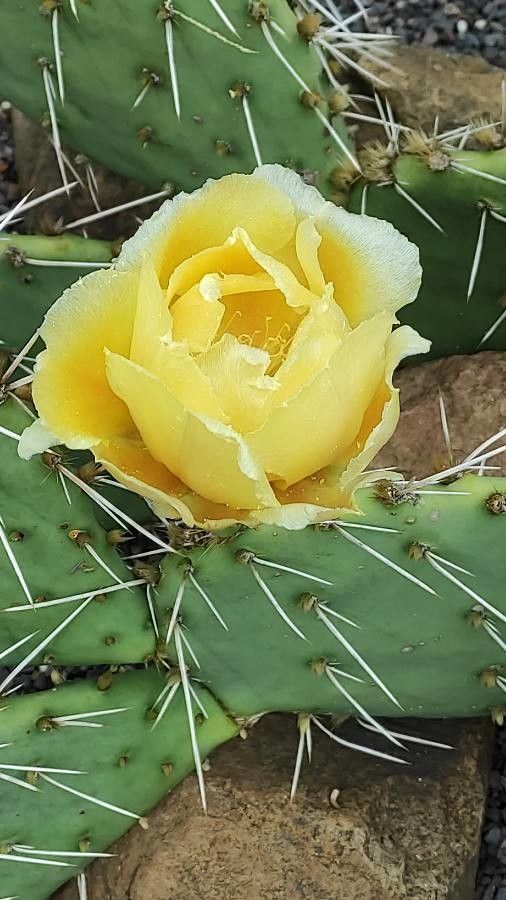 Opuntia phaeacantha flower