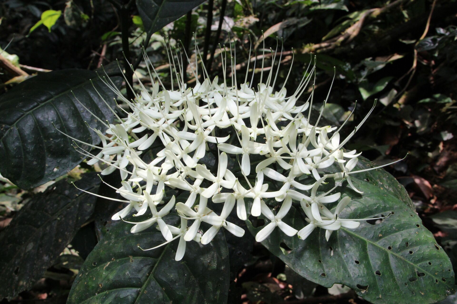 Pavetta rigida flower