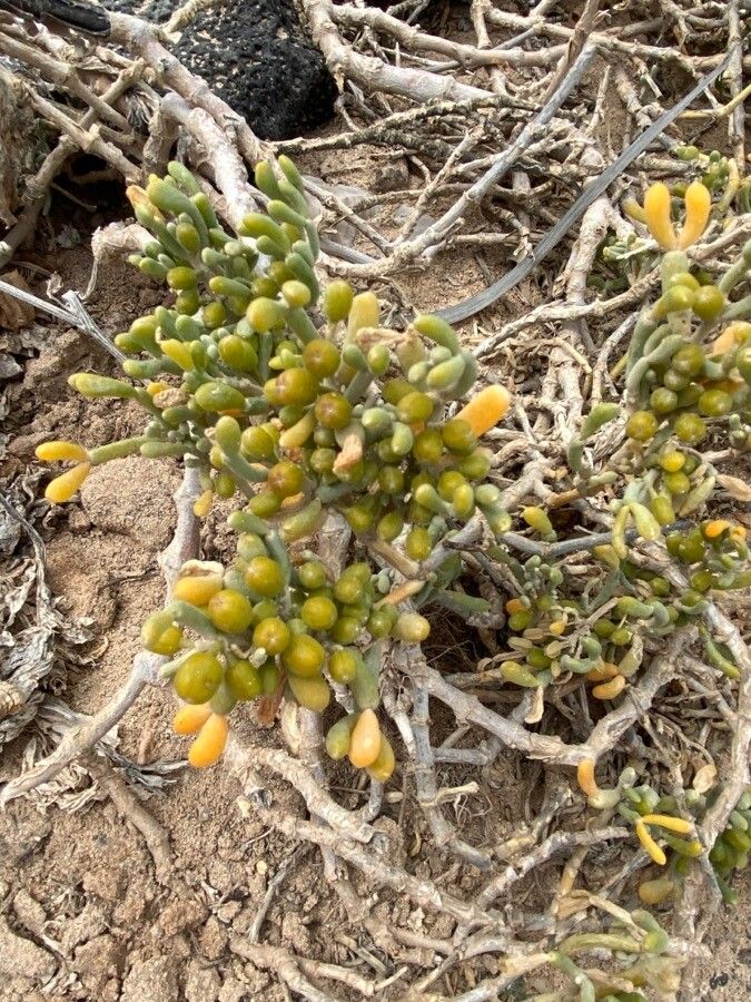 Tetraena fontanesii flower