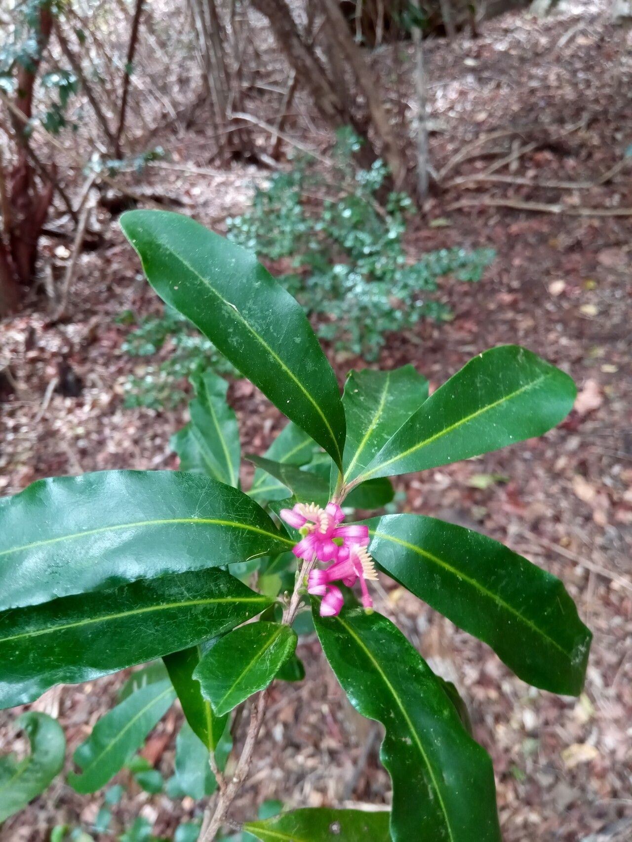 Turraea richardii flower