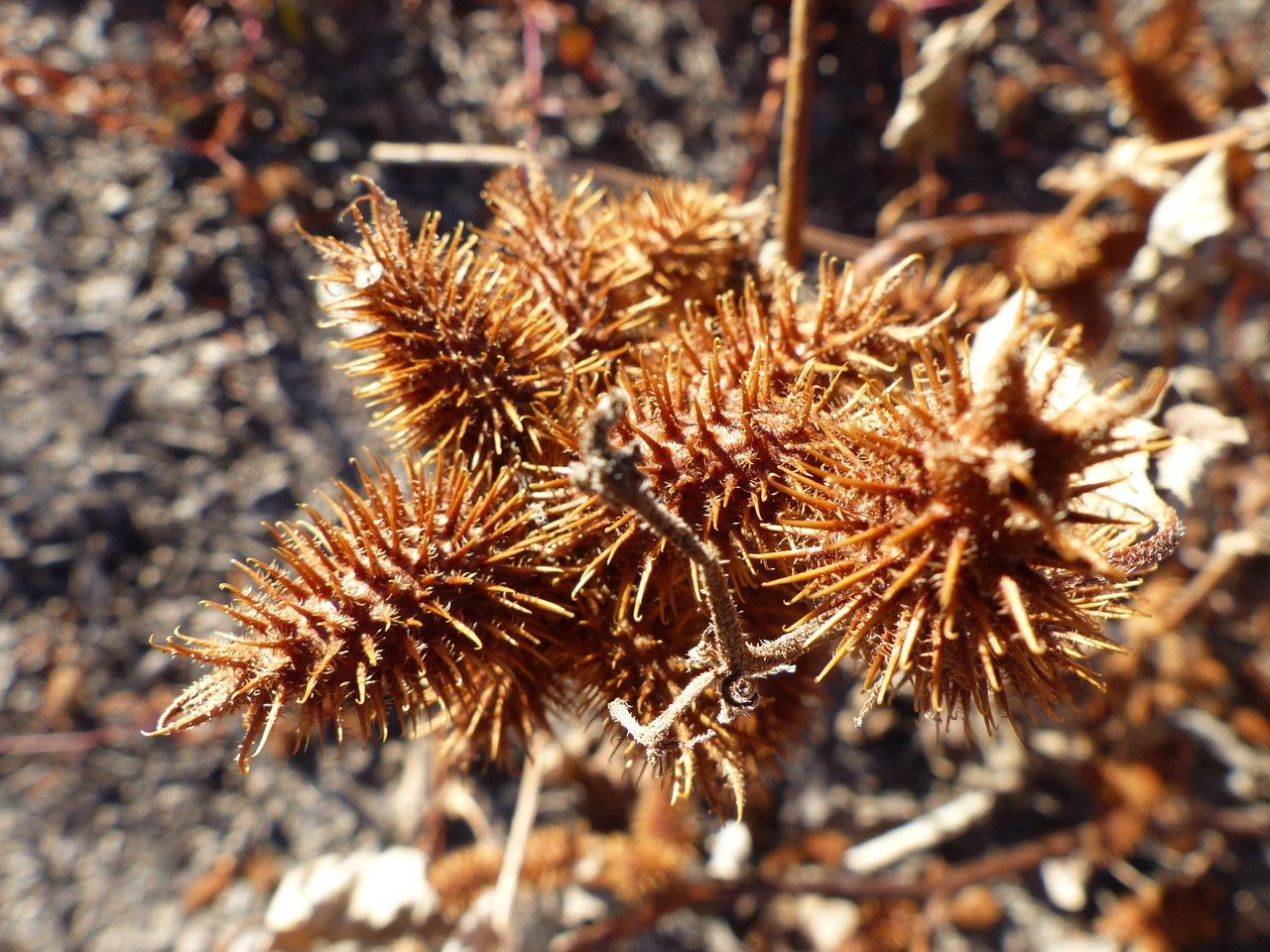 Xanthium italicum fruit