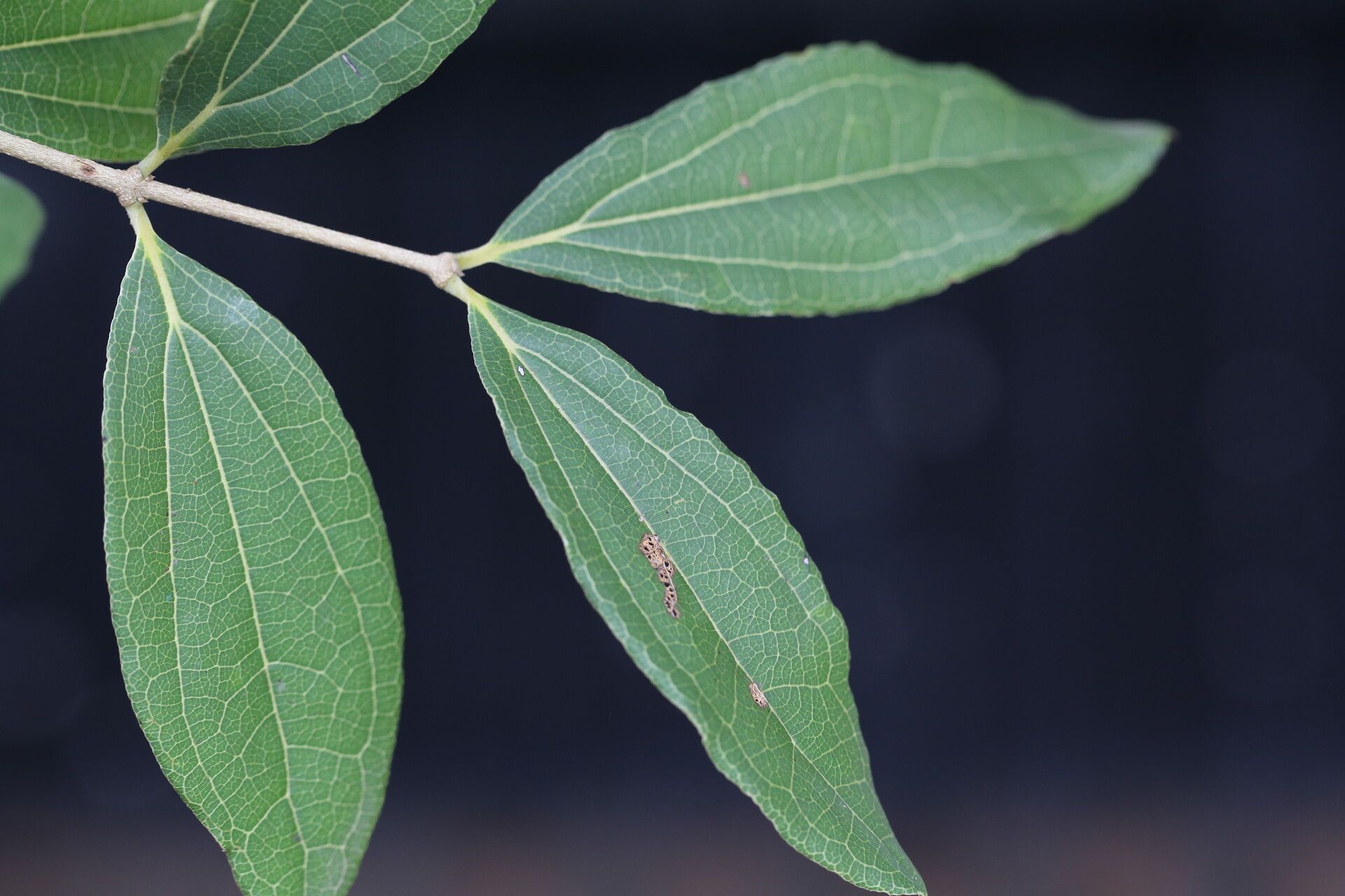 Strychnos innocua — houseplant care guide