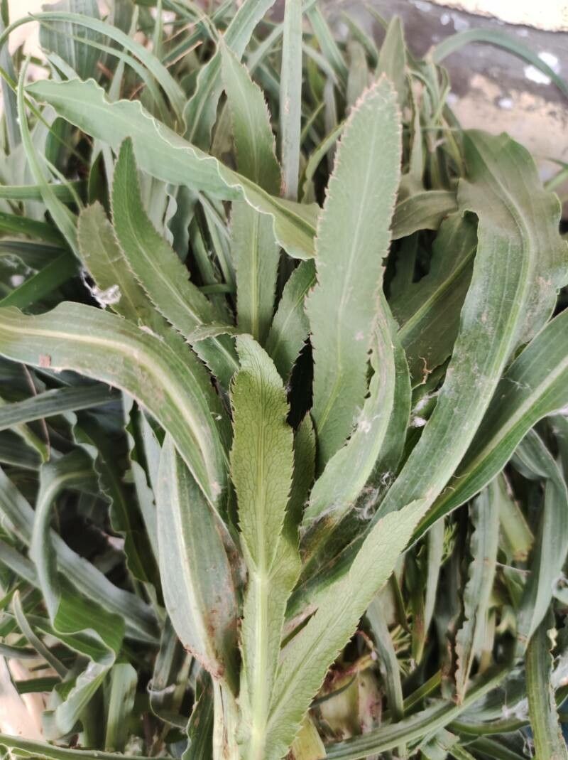 Tragopogon collinus leaf