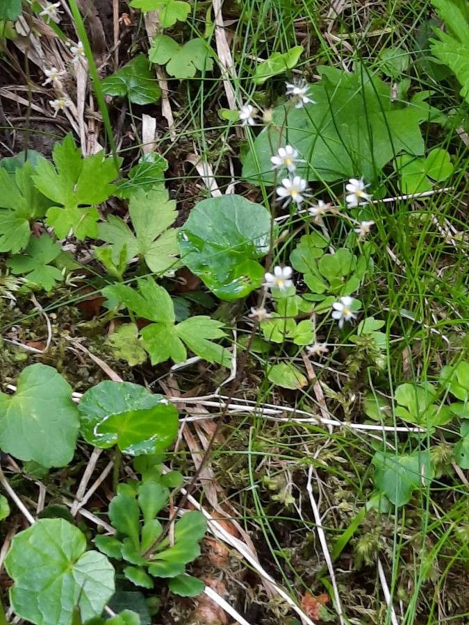 Saxifraga cuneifolia flower