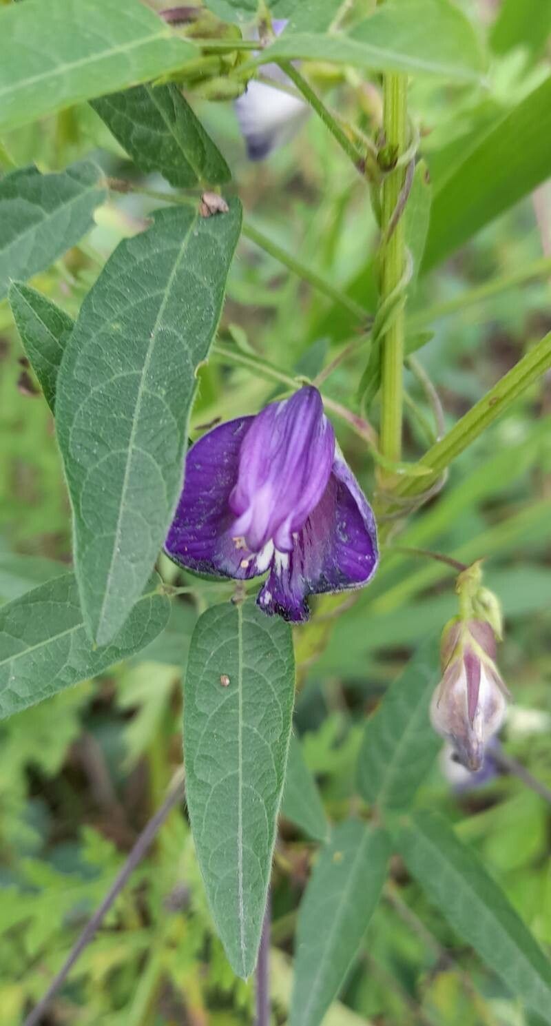 Clitoria cordobensis