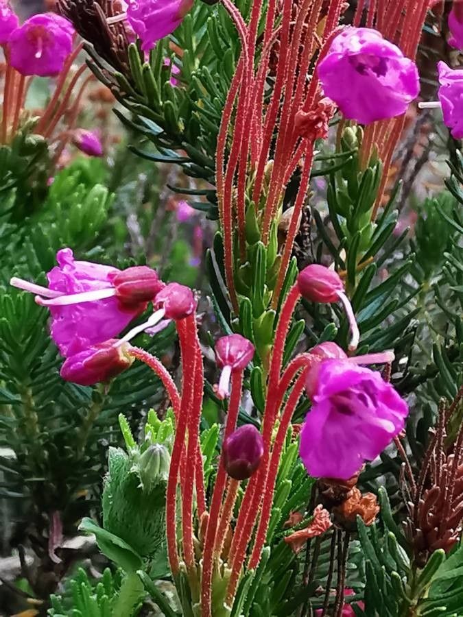 Phyllodoce empetriformis flower