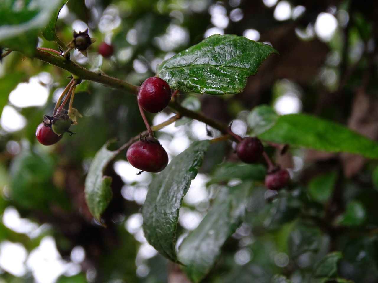 Rhamnus prinoides fruit