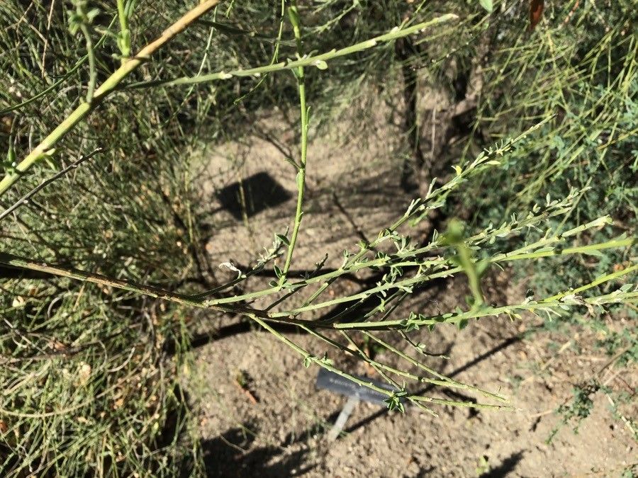 Genista valentina — search result for 'Genista'